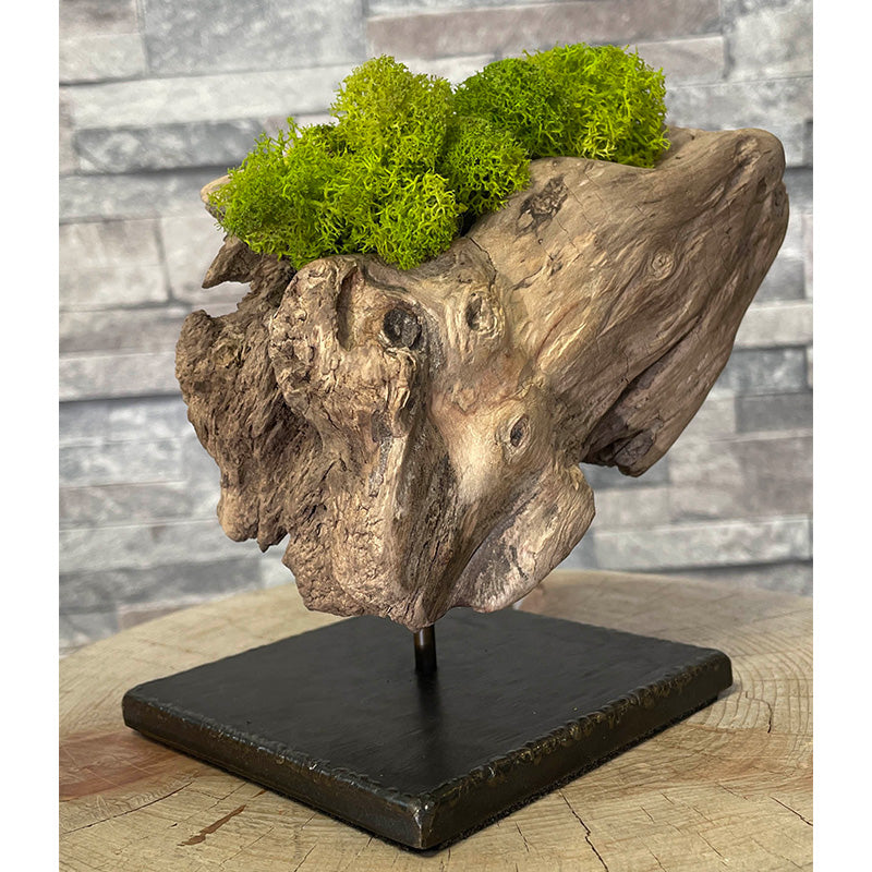 Drift wood plants base002(流木プランツベース)