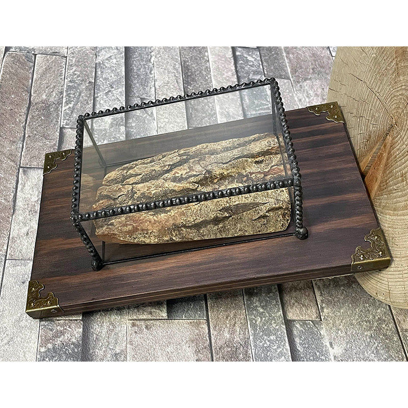 標本/コレクションガラスケース001(Wall deco)