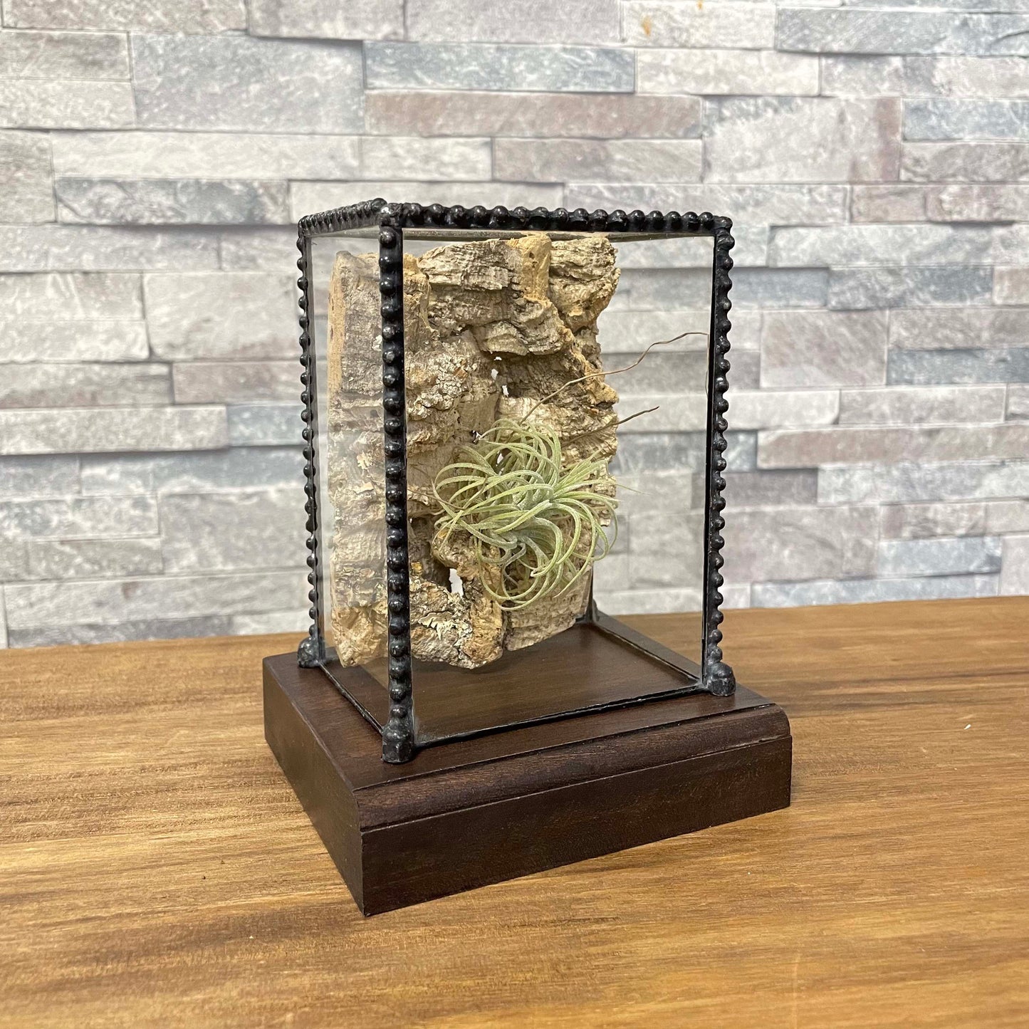 標本/コレクションガラスケース003 (Stand B)