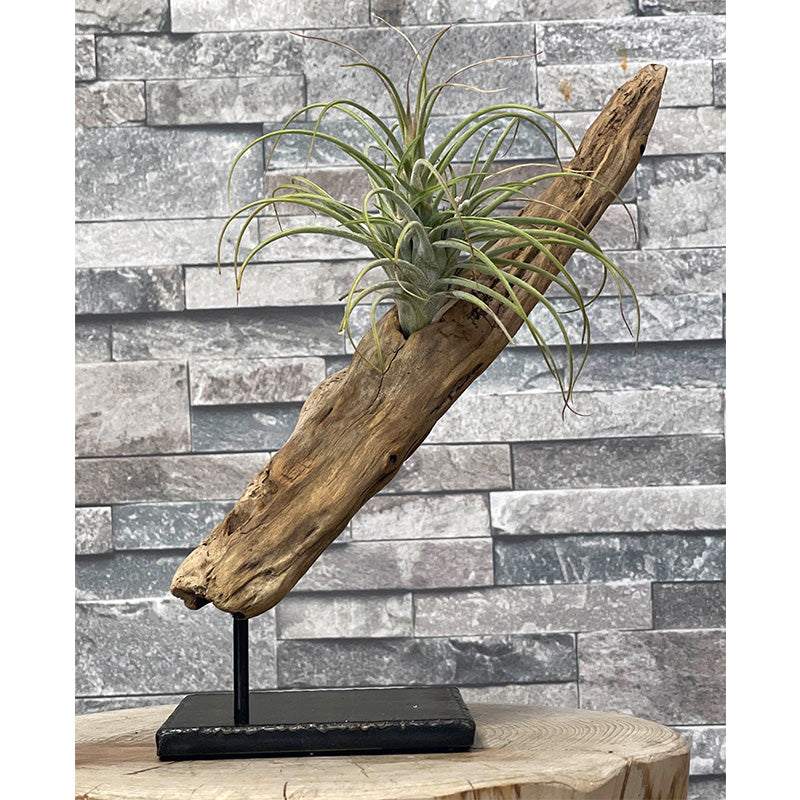 Drift wood plants base003（流木プランツベース）