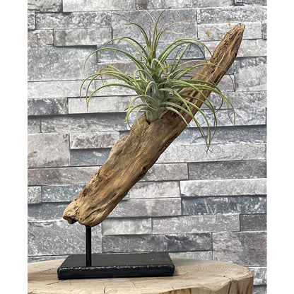 Drift wood plants base003（流木プランツベース）