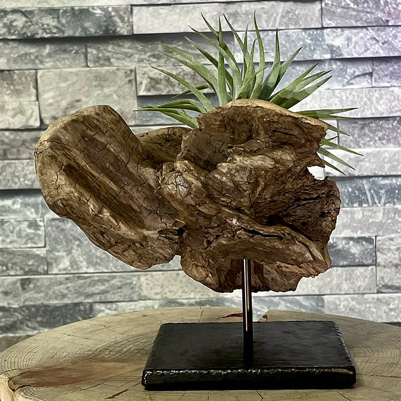 Drift wood plants base002（流木プランツベース）